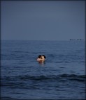 bacio nel profondo blu bacio nel profondo blu
