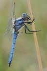 Libellula su stelo Libellula su stelo