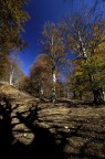 Oscuri tentacoli nel bosco... Oscuri tentacoli nel bosco...
