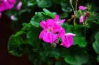 fiore rosa fiore rosa