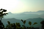 foglie e sfondi foglie e sfondi
