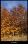 colori vivaci colori vivaci