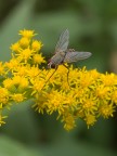 mosca su giallo