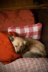Red relax... Red relax...