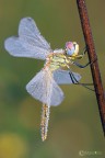 Sympetrum fonscolombii Sympetrum fonscolombii