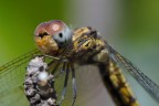 Libellula Libellula