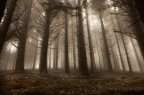 nel bosco nel bosco