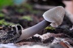 Funghi oppure...... Funghi oppure......