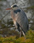 Ardea cinerea (Airone Cenerino) Ardea cinerea (Airone Cenerino)