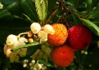 Arbutus