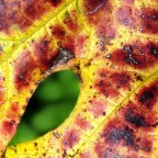 L'erba del vicino....