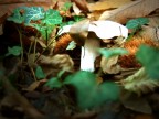 Autunno 1 Autunno 1