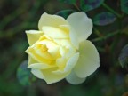 Rosa 1 Rosa 1