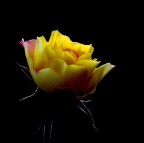 Rosellina appariscente....