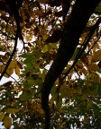 Canto d' Autunno