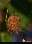 Ragno difficile (araneus diadematus)
