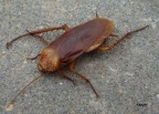 African cockroach