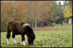 Autunno Autunno