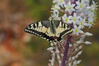 Macaone (papilio machaon) Macaone (papilio machaon)