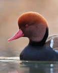 Netta rufina (Fistione Turco) - ritratto