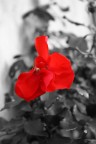 Red... Red...