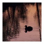 La folaga del lago di rame