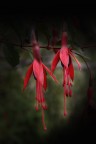 The other world_Red