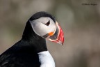 Puffin Puffin