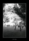 Camminando nel parco Camminando nel parco