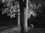 Alberi di notte Alberi di notte
