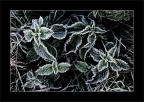Cold ! Cold !