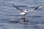 gabbiano gabbiano
