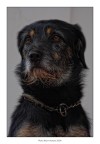 Un bellissimo cane!! Un bellissimo cane!!