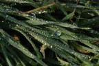 WaterDrops WaterDrops