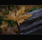 si sta come d'autunno.....