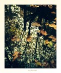 Autumn Autumn
