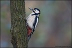 Picchio Rosso Maggiore - Dendrocopos Major Picchio Rosso Maggiore - Dendrocopos Major