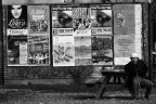 nonostante tutto:solitudine nonostante tutto:solitudine