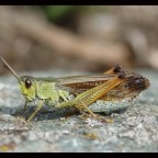 Cavalletta Cavalletta