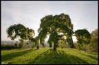 Alberi.... Alberi....