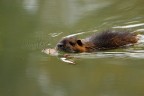 Giovane nutria Giovane nutria