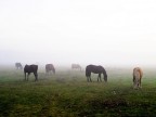 pensavo fosse amore...invece era un calesse pensavo fosse amore...invece era un calesse