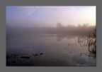 Nebbia all'alba su uno stagno