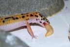 Geko Geko