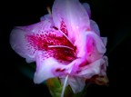 Rododendro Rododendro