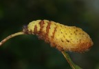 Crisalide Crisalide