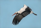 Cicogna in volo Cicogna in volo