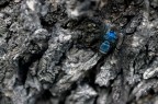 Mosca... Mosca...