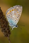 Polyommatus icarus