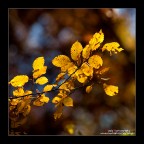 le altre foto nel portfolio
autumn hue
http://www.photo4u.it/viewcomment.php?t=412576
